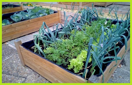 Huerto urbano kits mesas de cultivo semillas verduras hortalizas huerta doméstica www.abonosfertilizantesyplantas.com