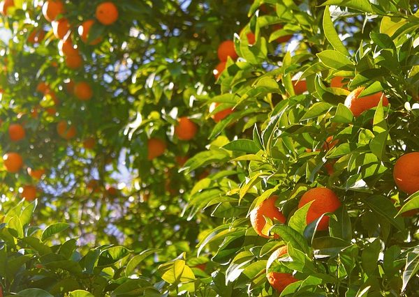 Poda de mantenimiento en citricos naranjos y limoneros paso a paso