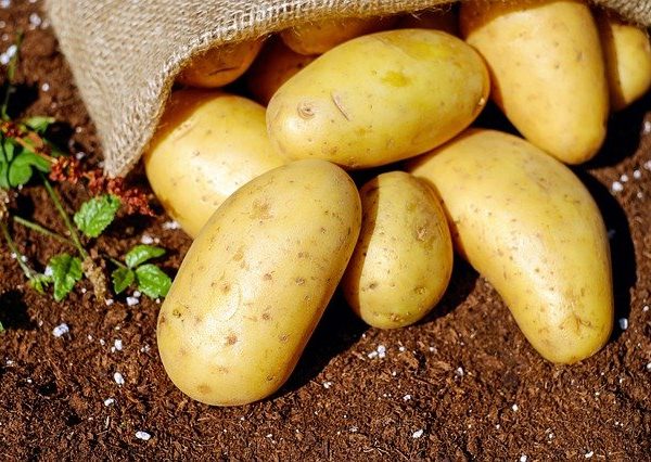 Siembra y cosecha de patatas ecológicas paso a paso