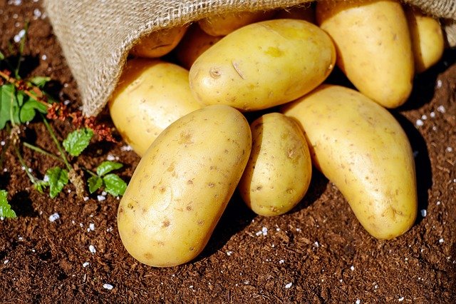 Siembra y cosecha de patatas ecológicas paso a paso