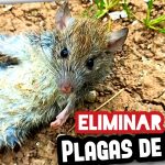 Cómo ELIMINAR Plagas de RATAS o RATONES en Campos de Naranjos (100% Efectivo) by mixim89