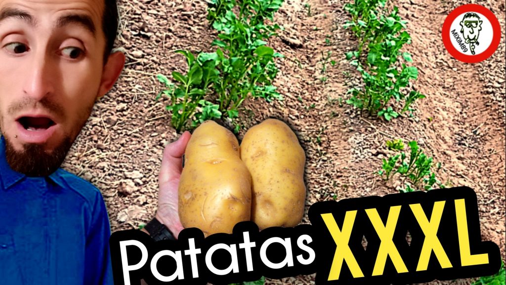 Cultivar y Sembrar Patatas Gigantes en la Huerta (Agricultura de Autoconsumo) by mixim89