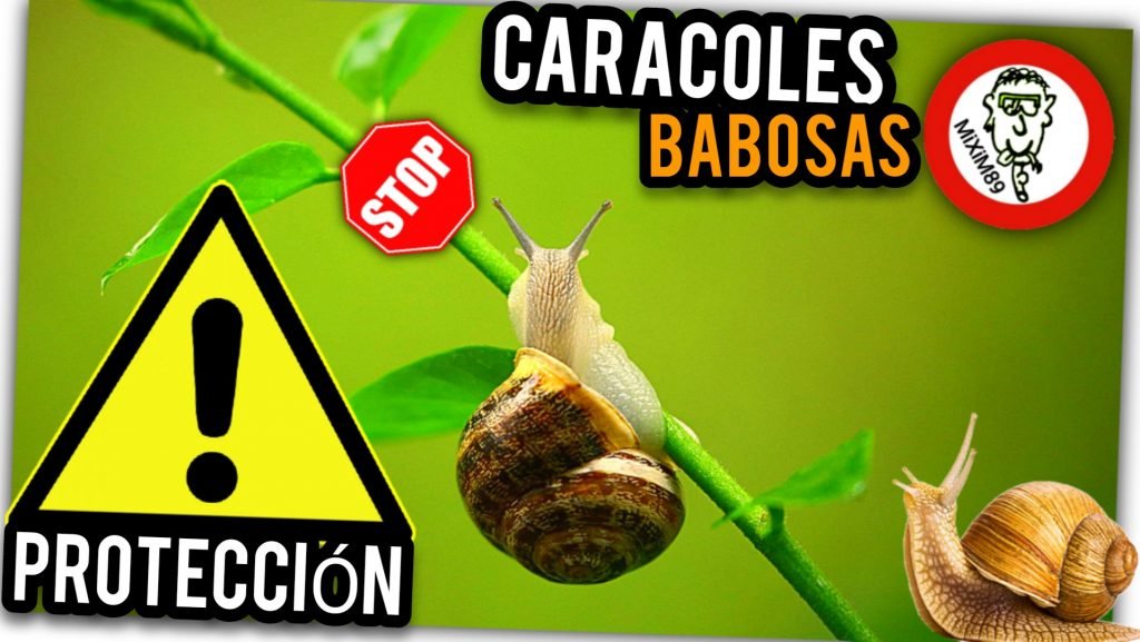 CARACOLES y BABOSAS (((STOP))) Método ECOLÓGICO más EFECTIVO y DURADERO by mixim89