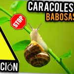 CARACOLES y BABOSAS (((STOP))) Método ECOLÓGICO más EFECTIVO y DURADERO by mixim89
