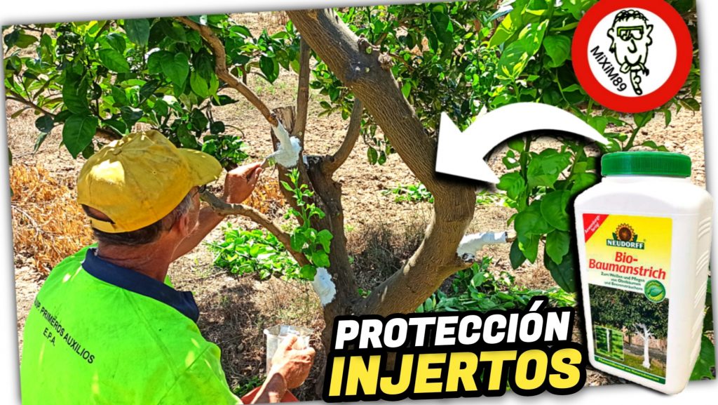 PINTURA ECOLÓGICA para Cuidado y Protección de ÁRBOLES FRUTALES (Naranjos Adultos) by mixim89