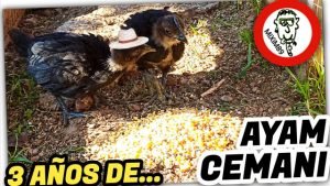 AYAM CEMANI Gallos y Gallinas Negros Turquesa by mixim89