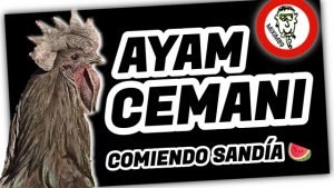 Pollos y Gallinas AYAM CEMANI (Comiendo Sandía en la Huerta) by mixim89