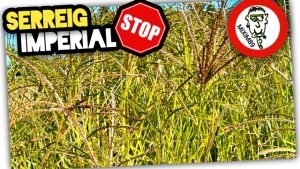 La INVASIÓN del SERREIG IMPERIAL en los Campos Valencianos by mixim89