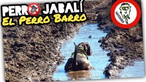 Perro REVOLCÁNDOSE en Barro o Lodo CÓMO JABALÍES by mixim89