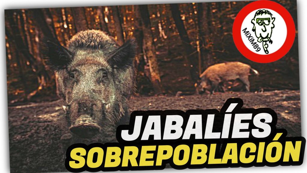 Consecuencias SOBREPOBLACIÓN de JABALÍES en España by mixim89