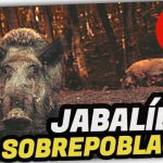Consecuencias SOBREPOBLACIÓN de JABALÍES en España by mixim89