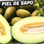 MELÓN Piel de Sapo INJERTADO en Pie de Calabaza by mixim89