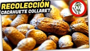 Recolectar CACAHUETE VALENCIANO (Cacau Collaret) en 5 Pasos by mixim89