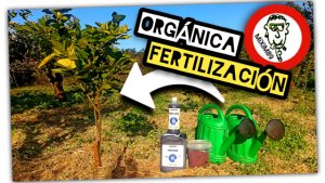 Como Fertilizar Plantones Cítricos de Manera Correcta (Brotación + Corrección de Carencias) by mixim89