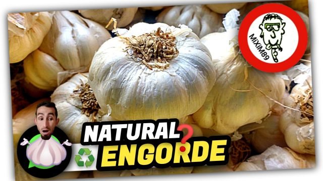 ENGORDE de AJOS (100% NATURAL) Mejor Truco para Engordar by mixim89