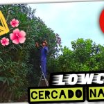 Mejor Planta para CERCADO NATURAL (Adelfa o Laurel de Flor) by mixim89