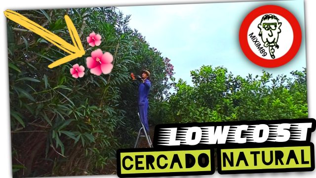 Mejor Planta para CERCADO NATURAL (Adelfa o Laurel de Flor) by mixim89