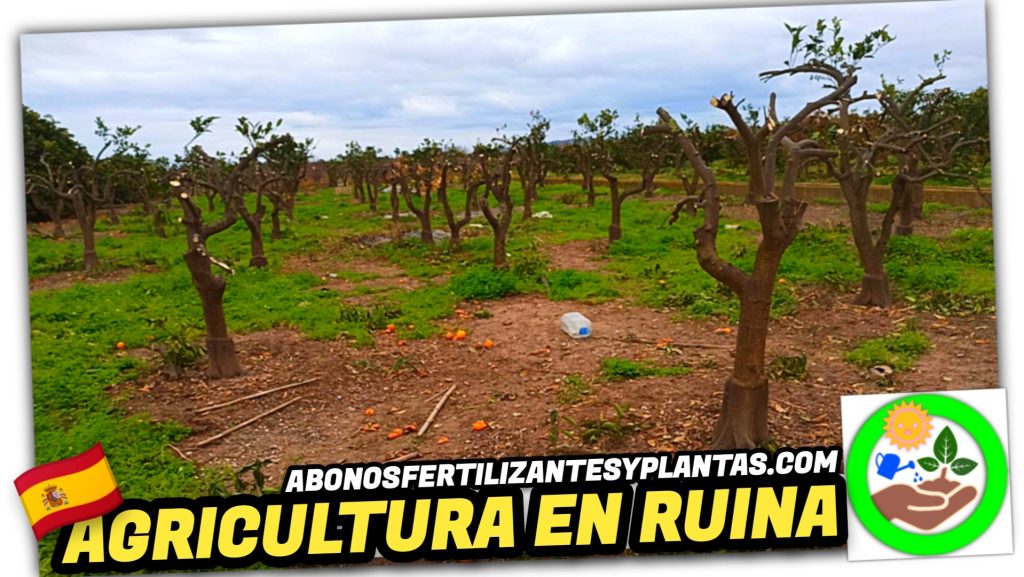 ¡¡¡Despierta Ya!!! La Mala Praxis Política Arruina el Sector Citrícola en España by mixim89