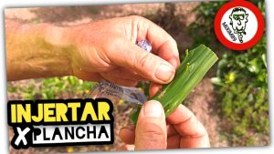 Agricultores y su Increíble Técnica de INJERTOS de PLANCHA (El Secreto Detrás de los Mejores Naranjos) by mixim89