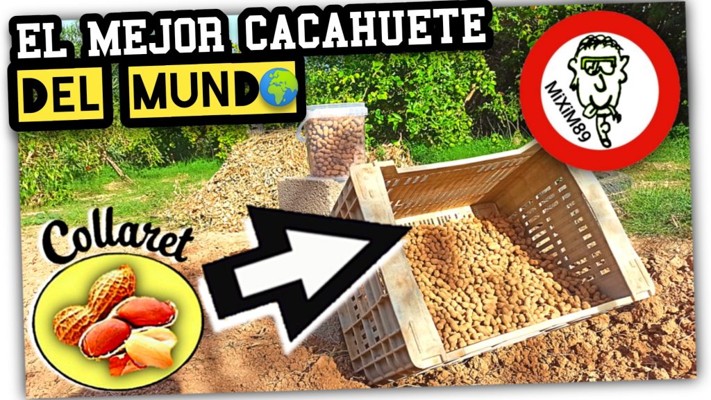 Cultivo, Recolección y Procesado del CACAHUETE VALENCIANO (Cacau Collaret) by mixim89