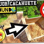 Cultivo, Recolección y Procesado del CACAHUETE VALENCIANO (Cacau Collaret) by mixim89