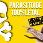 PLANARIA de NUEVA GUINEA “PLATYDEMUS MANOKWARI” Especie Parasitoide Invasora de Caracoles y Babosas by mixim89