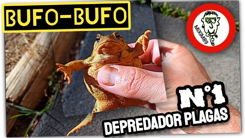 SAPO COMÚN EUROPEO “BUFO BUFO” en Campos de España (Depredador Plagas Agrícolas) by mixim89