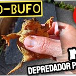 SAPO COMÚN EUROPEO “BUFO BUFO” en Campos de España (Depredador Plagas Agrícolas) by mixim89